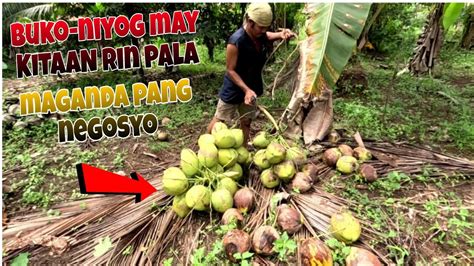 buwa ng niyog benefits|Buko vs Niyog .